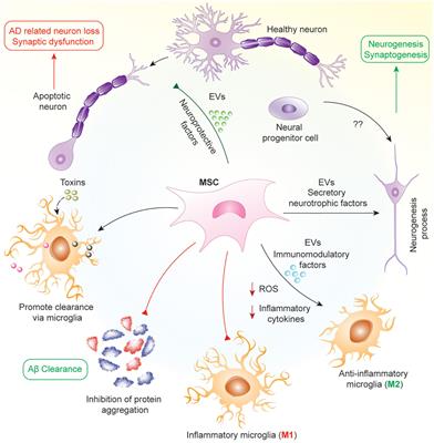 Mesenchymal stromal cells for the treatment of Alzheimer’s disease: Strategies and limitations